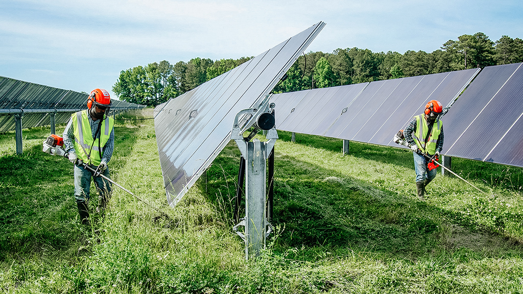 supressão vegetal em usinas solares